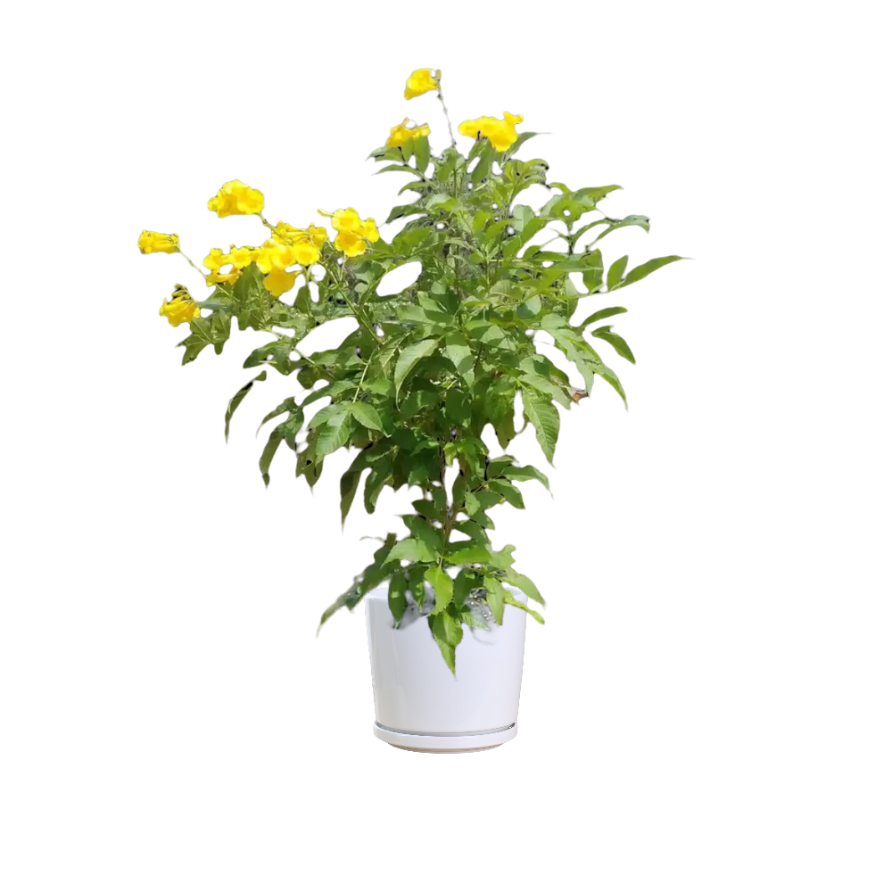 Yellow Elder - Image 2